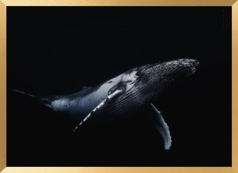 Black & Whale Poster